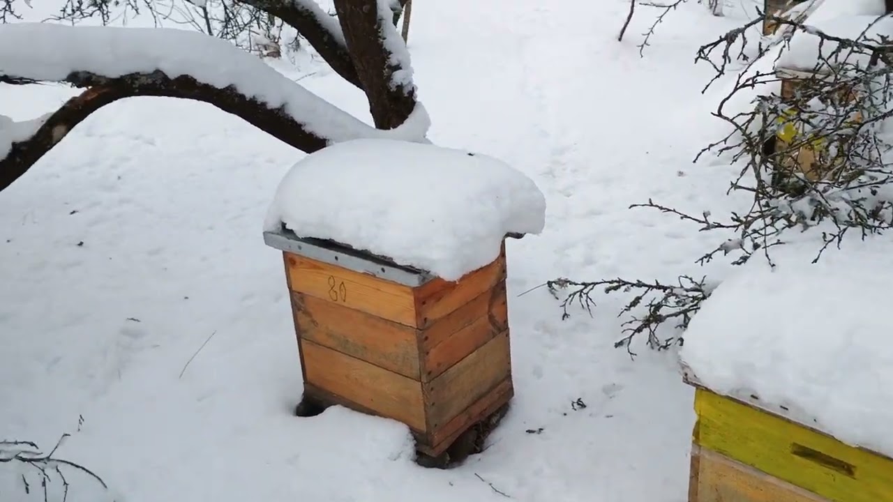 Очікувана морозна зима, за прикметами. 