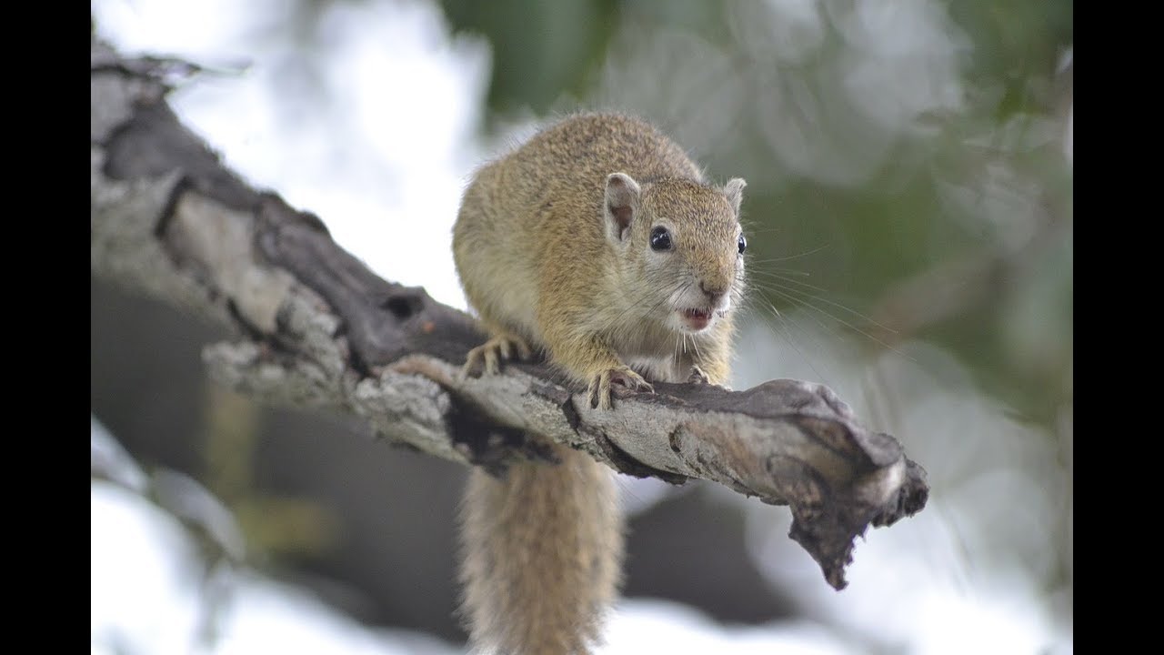 Porter TX Squirrel Control Company - (281) 667-0171