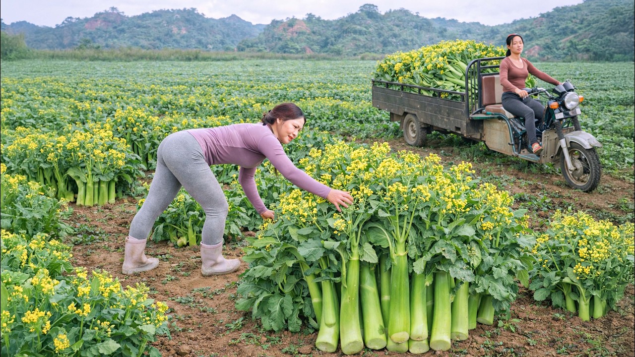 Harvesting TONS of Fresh Green Vegetables | CEO Loads 3 Wheeled Truck to Sell at Village Market