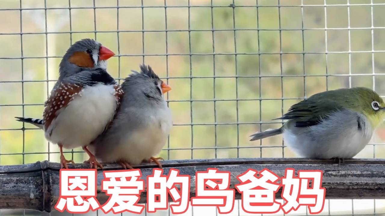 我家鸟夫妻的日常，比我还会秀恩爱，旁边的电灯泡都撇过头去了！【蒙面鸟哥】