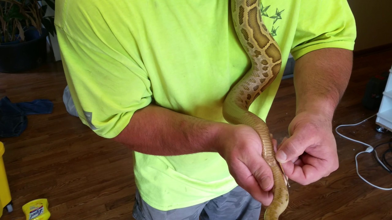 Probing a Burmese Python