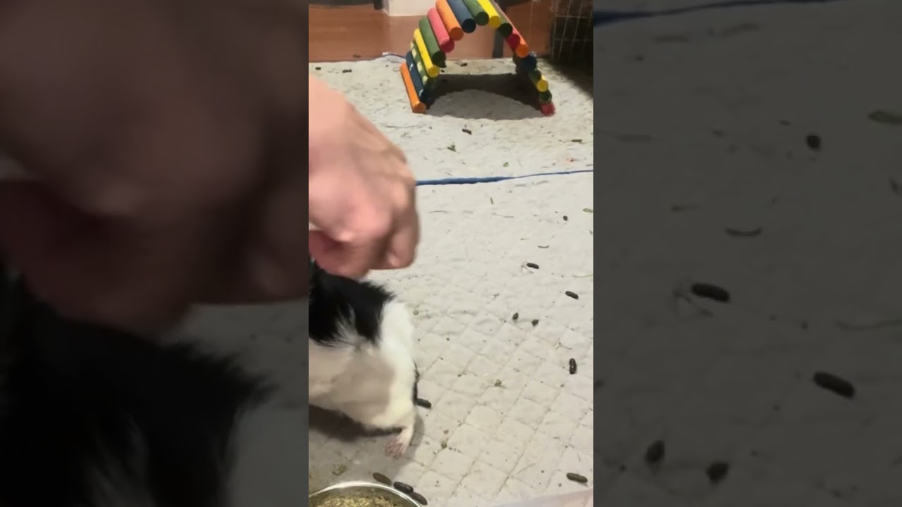 #riot #the #blackandwhite #abyssinian #guineapig #knows #howto #spin #guardian #teaches #cavy #trick