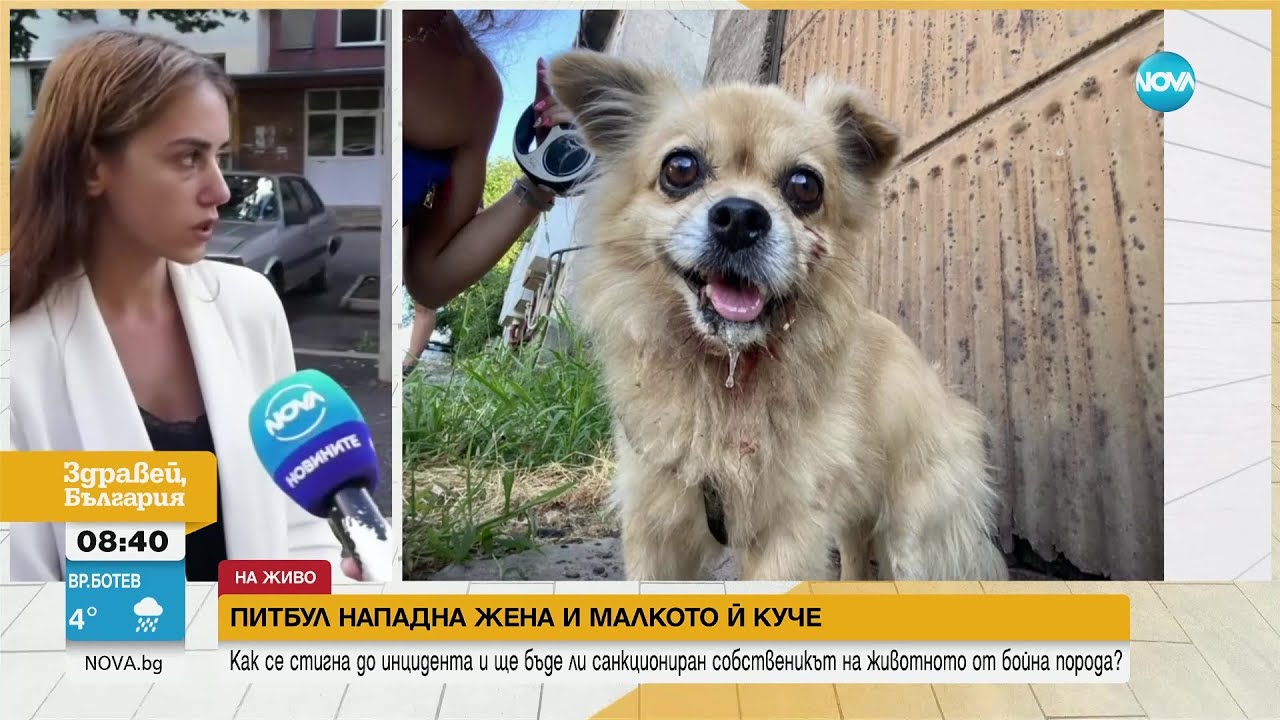 Питбул нападна жена и малкото й куче във Враца - Здравей, България (08.08.2023)
