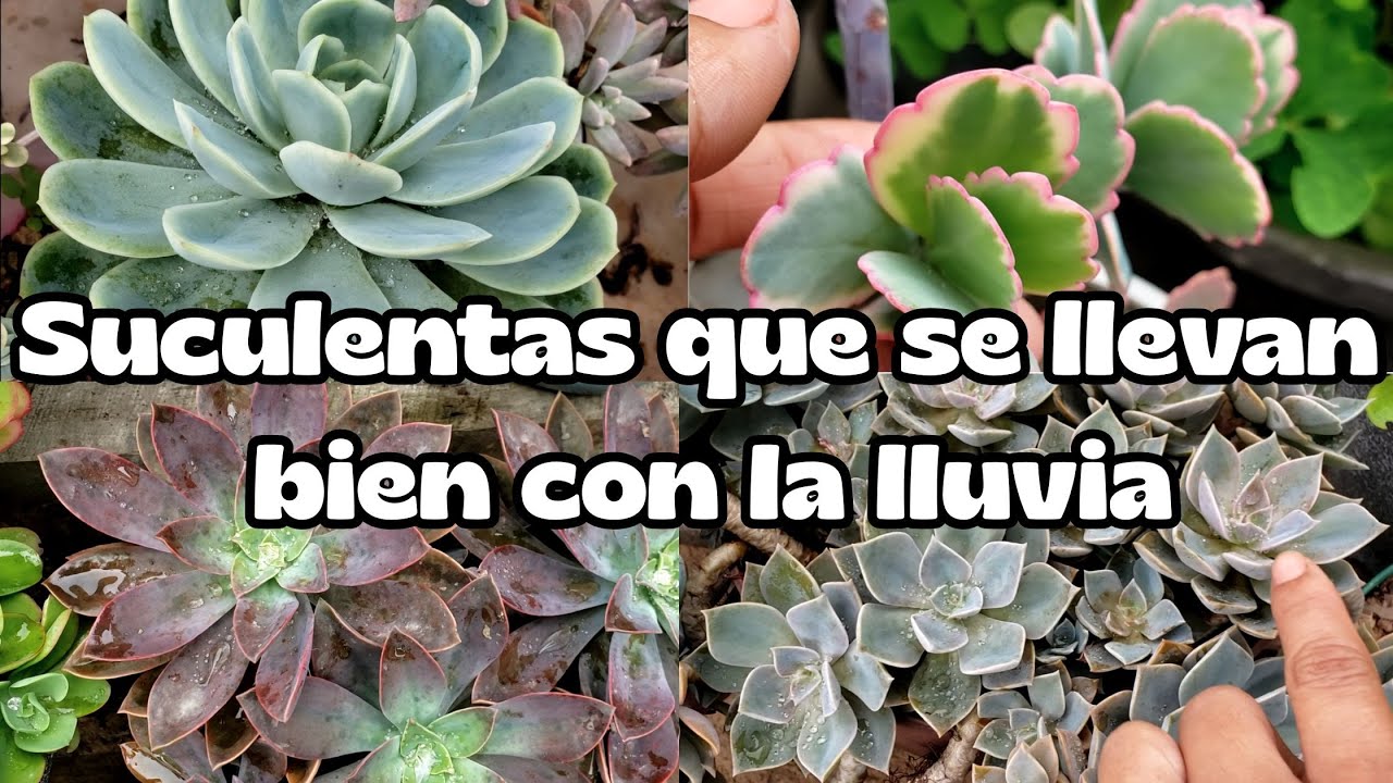 ¡Mira cómo cuido mis suculentas en días húmedos!