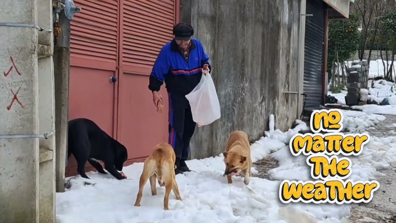 He Feeds Them Every Day | Then We Found Others Starving in the Snow
