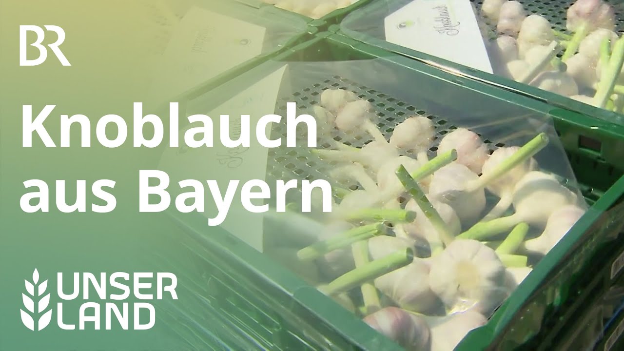 Heimischer Knoblauch - eine Rarität | Unser Land | BR Fernsehen