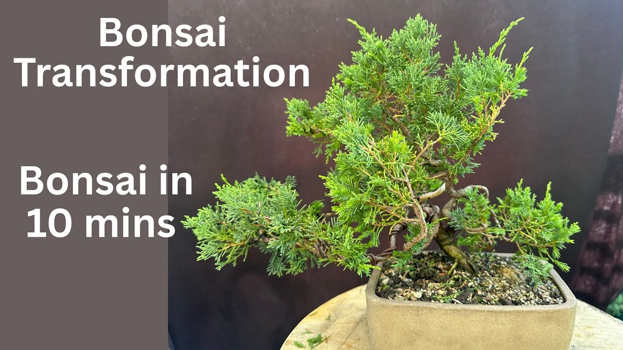Transforming a Shimpaku Juniper Bonsai in 10 Minutes! From Messy to Masterpiece