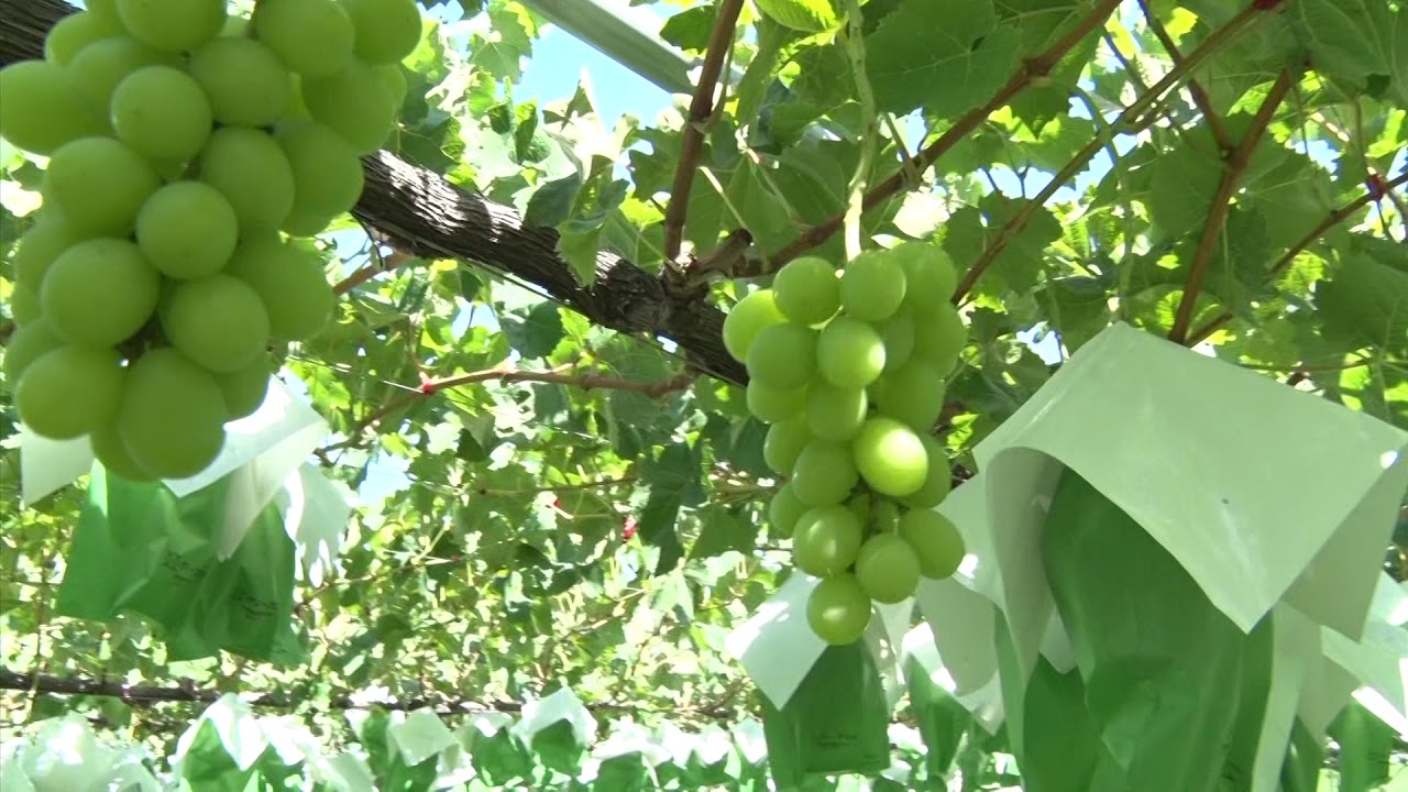 【ながの旬チャンネル】ぶどう栽培　青木 真一さん - 長野市農業公社