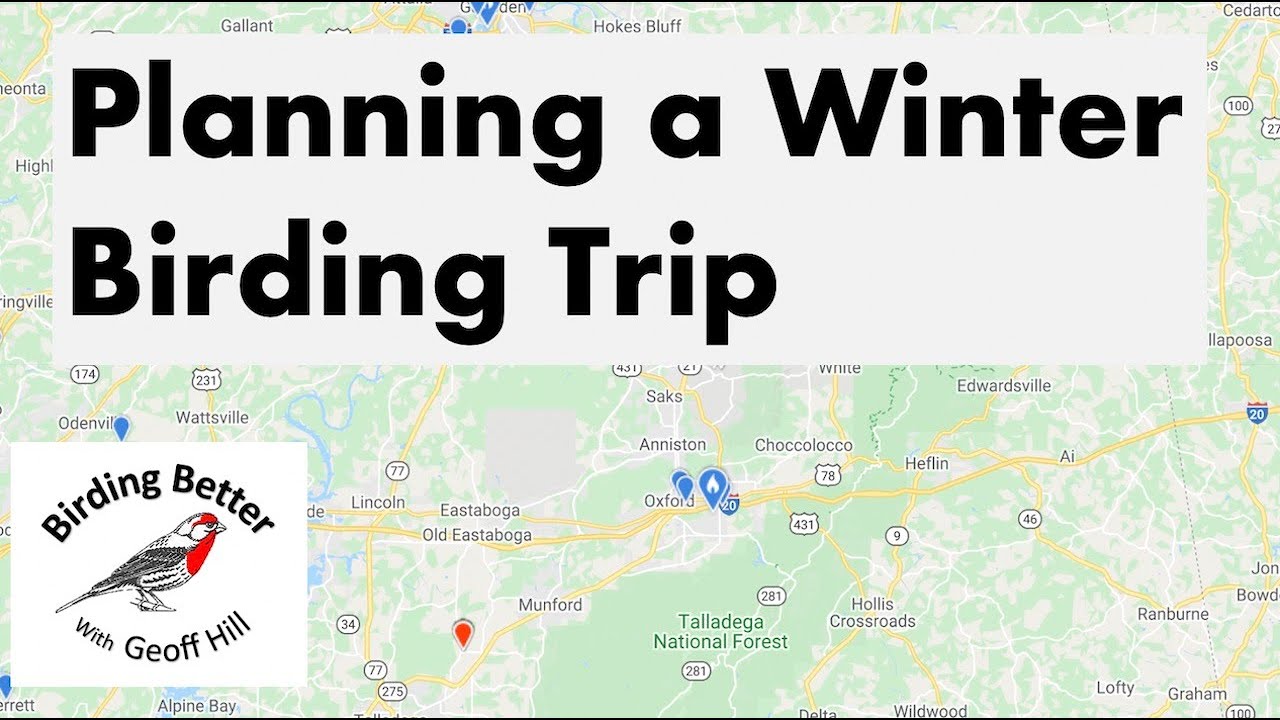 Planning a Winter Bird Trip