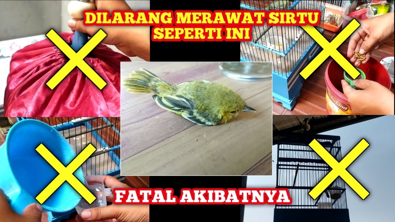 4 HAL YANG TIDAK BOLEH DILAKUKAN SAAT PELIHARA SIRTU‼️sangat fatal akibatnya