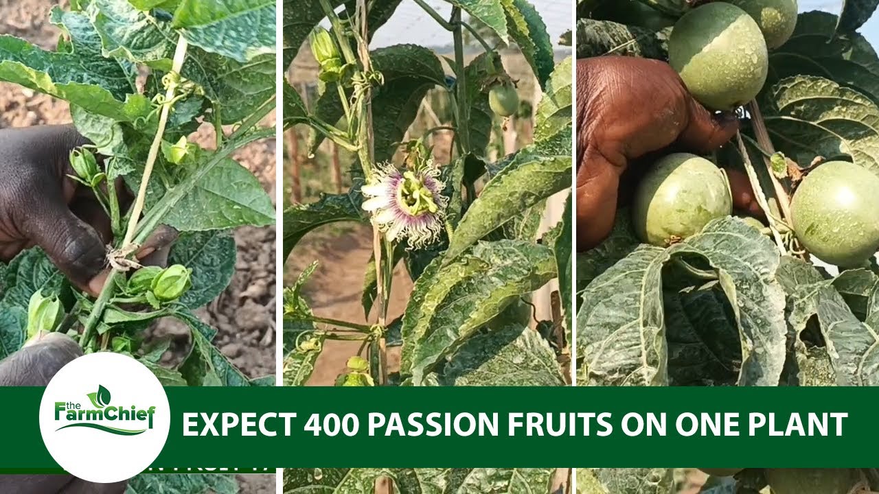 Earning Millions from growing passion Fruits.