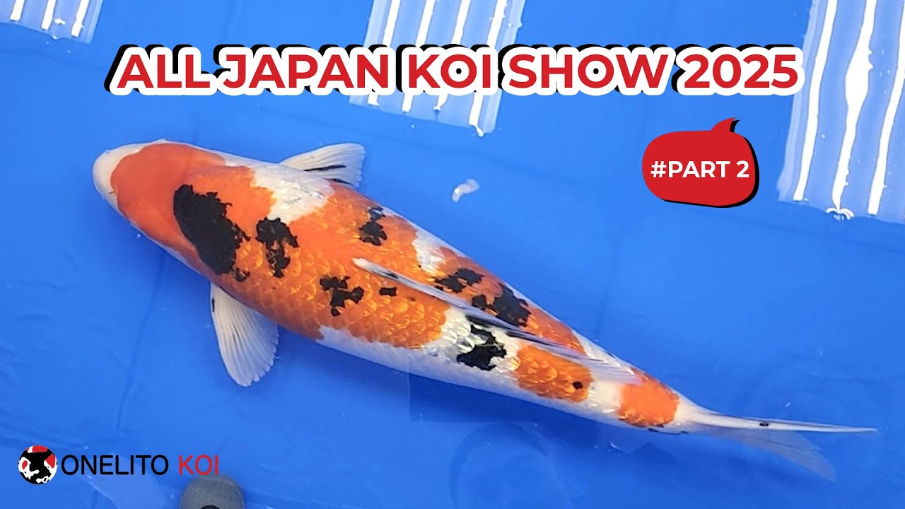 ALL JAPAN KOI SHOW 2025 #part2