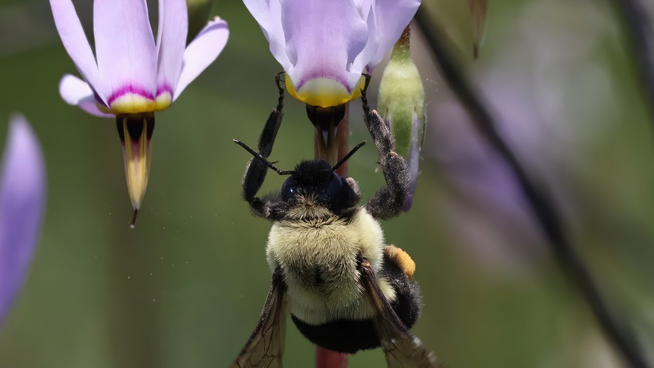 Bumble Bees and Pollination of Native Plants