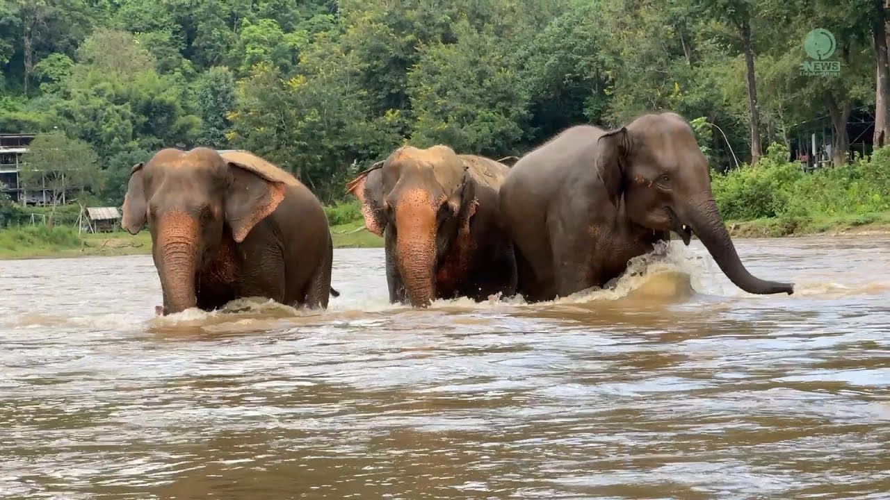 Kham Pun Rediscovers Her True Nature With Her New Friends - ElephantNews