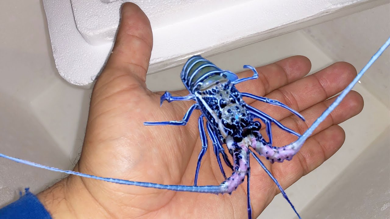 Rare BLUE Saltwater Lobster 1 and 1 million PET