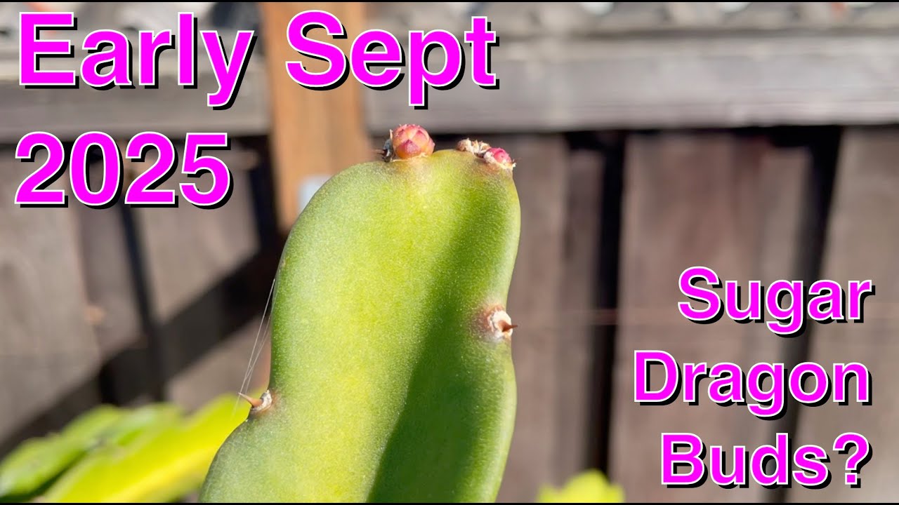 Dragons Early Sept 2025 - Sugar Dragon Buds?