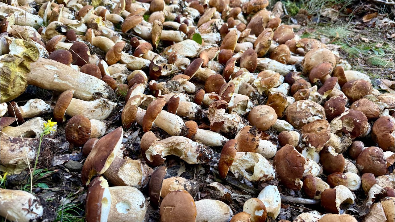 8️⃣2️⃣ 2025-09-02 FUNGHI PORCINI CHE PASSIONE 🍄 #82