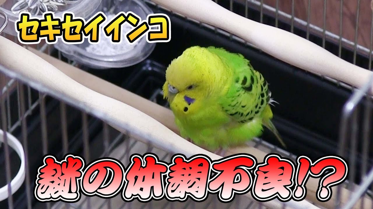 【セキセイインコ】謎の体調不良！   ＃ジャンボセキセイインコ　＃セキセイインコ　＃セキセイインコ　＃ジャンボセキセイインコ#インコ ＃budgie　＃English budgie