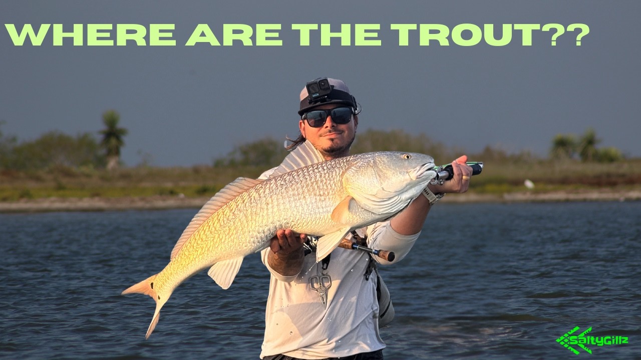 Shadowing Giants: Are Trophy Trout Stalking Bull Reds for Easy Meals?