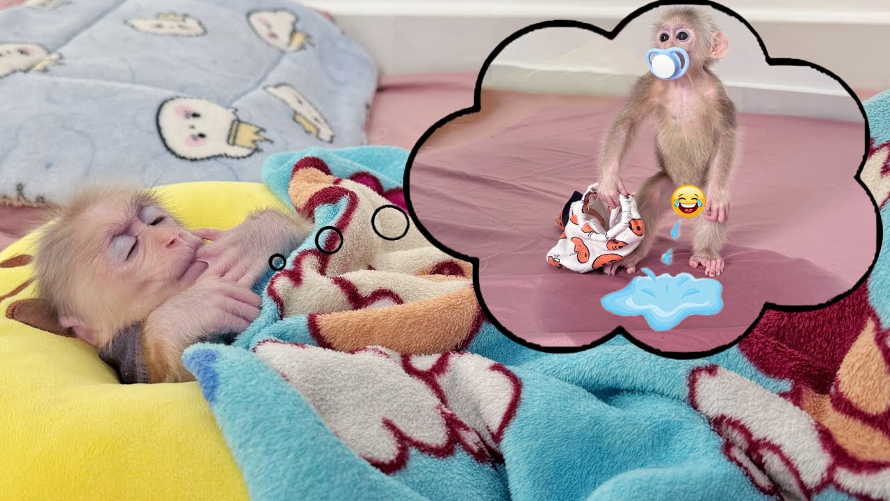 Can't Stop Laughing: When Lucky Dreams of Peeing Flooding the Entire Bedroom!