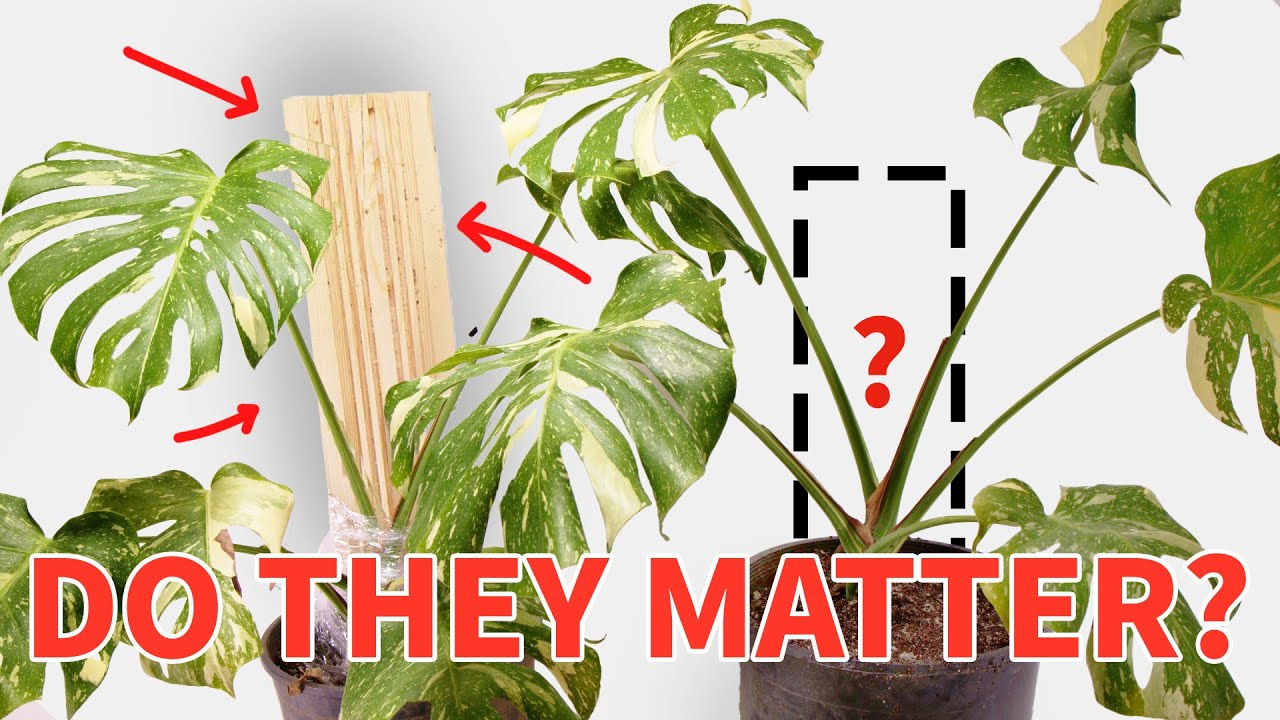 Do Planks Even Work On Monstera?