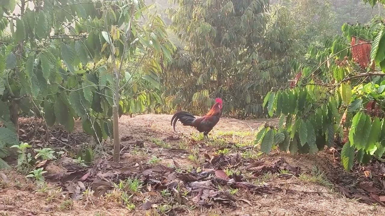 Trapping wild chickens in the coffee plantation, waiting with joy.  02/23/2026