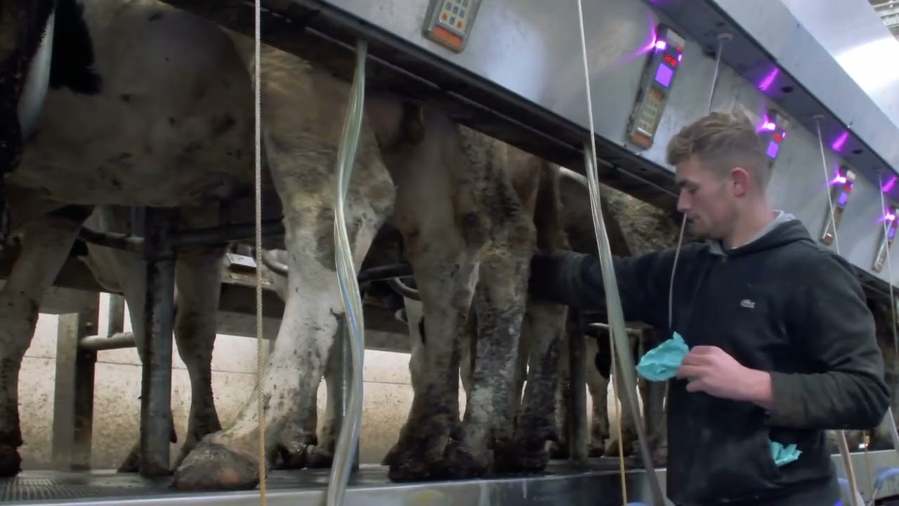 Rapid Exit with In Parlour Feeding 🐄