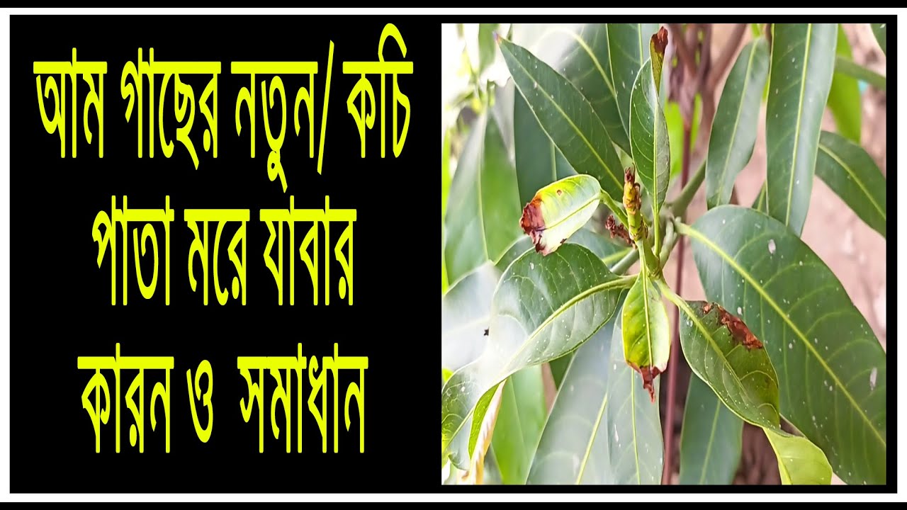 আম গাছের নতুন/কচি পাতা মরে যাবার কারণ ও সমাধান, Mango plant new leaves are dying.