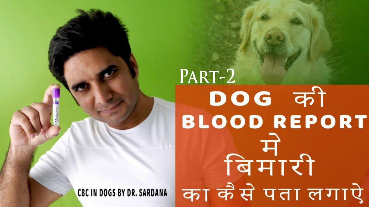 Part-2,FAQ About Dog Blood Test