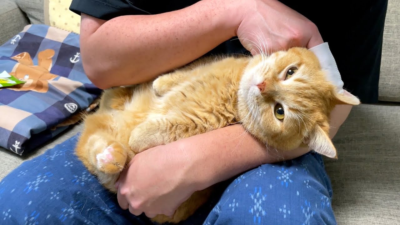 パパの耳そうじ中はぬいぐるみ化する猫