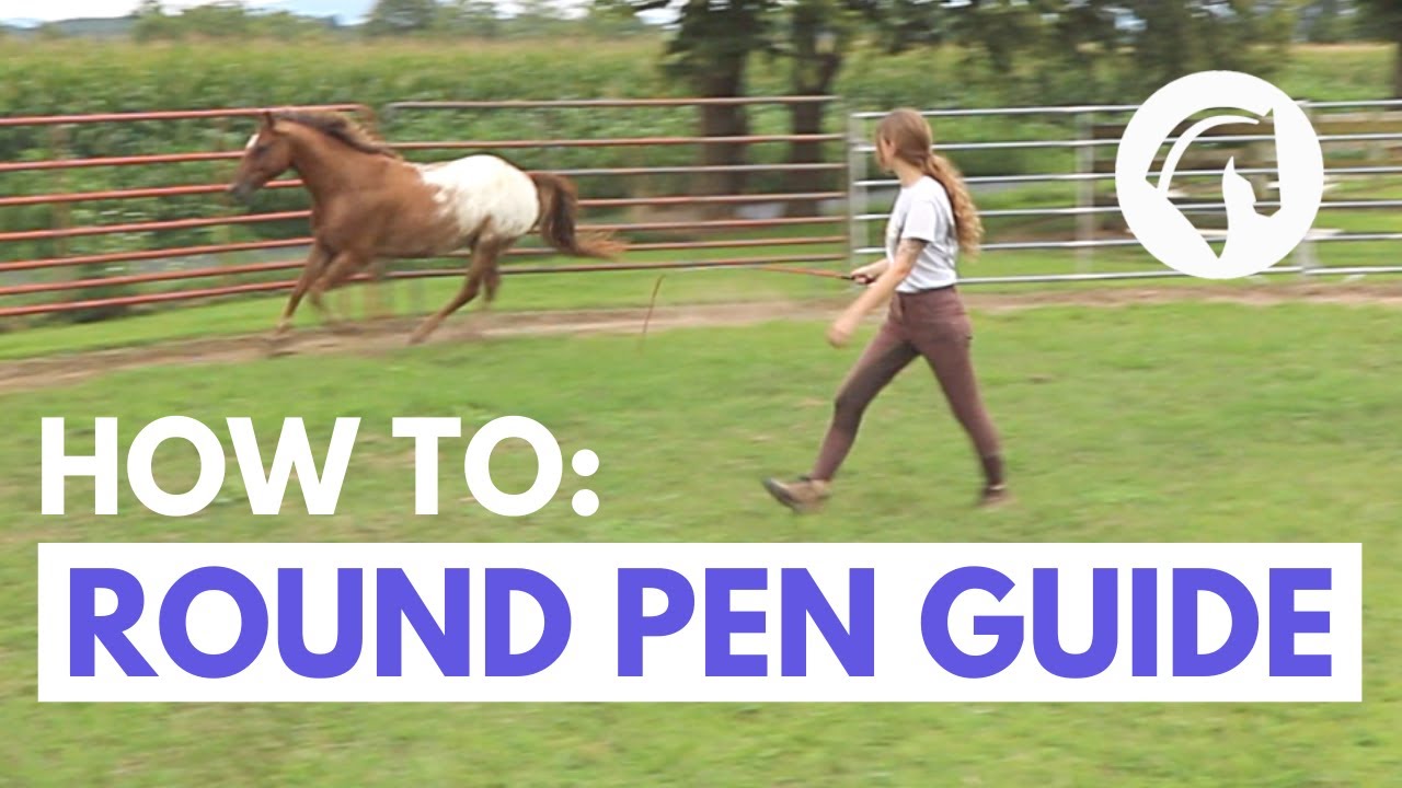 How to Lunge a Horse In a Round Pen