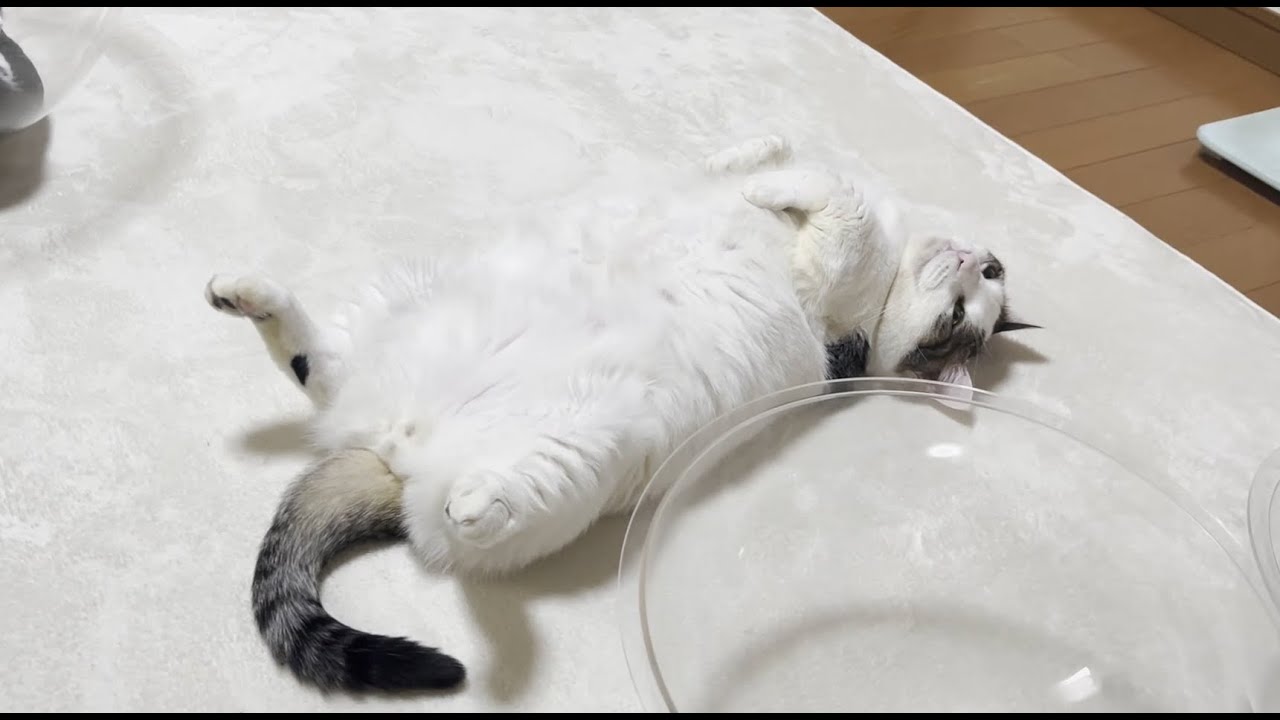 外猫と違って無防備すぎる家猫の日常