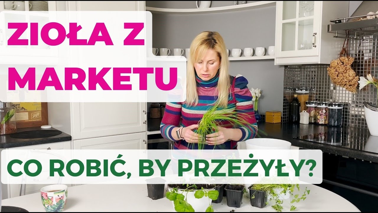 Zioła z marketu. Czemu usychają? Co zrobić, by przeżyły? Uprawa ziół na parapecie