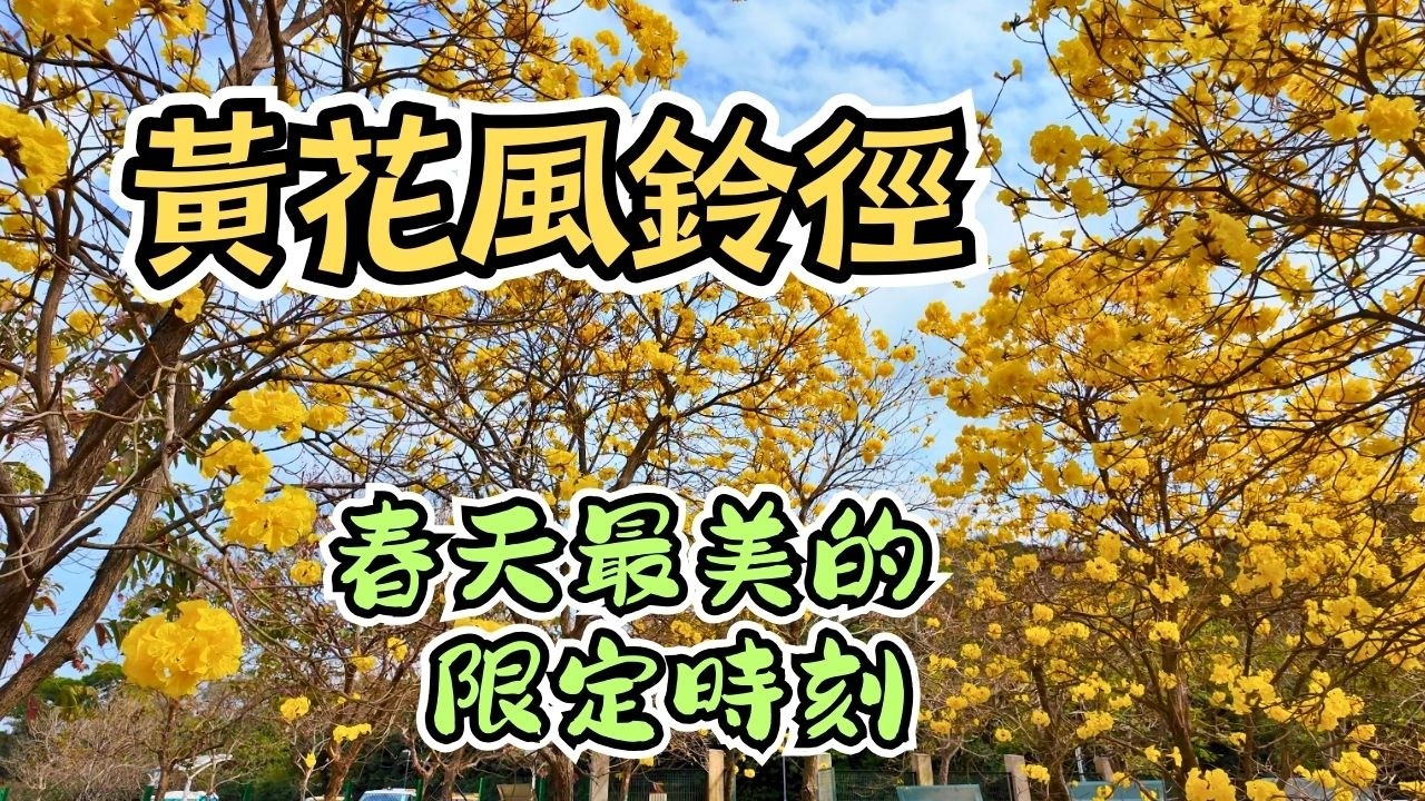 🌻香港機場黃花風鈴徑｜春日限定金色花海 🌿 幸福花語綻放