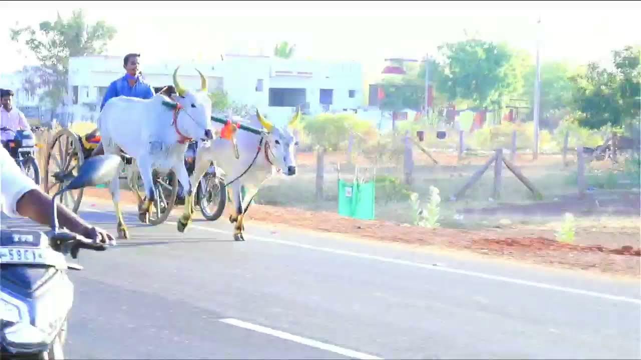 சிவகங்கை மாவட்டம் சிவகங்கை சின்னமாடு 1 நேரலை