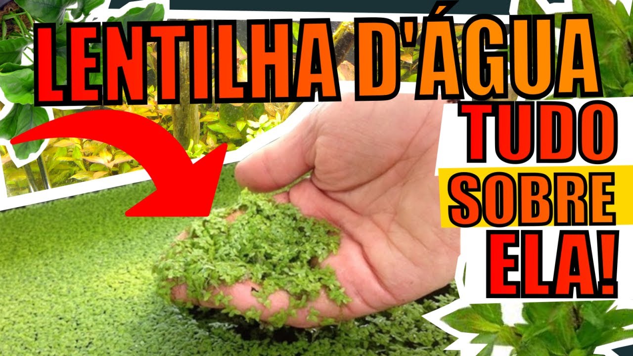 🔴LENTILHA D'&Aacute;GUA EM AQU&Aacute;RIOS: TUDO SOBRE |Mr. Betta|