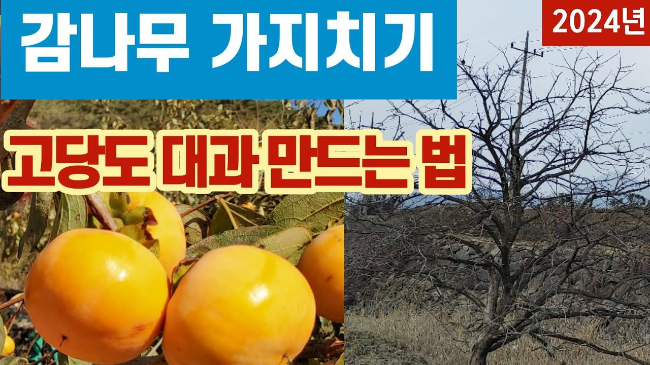 감나무전지법 - 고당도 대과 만드는 방법