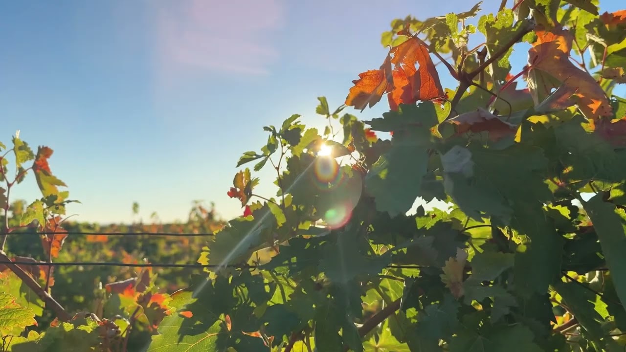 Resumen vendimias 2025 - Carmelo Rodero, D.O. Ribera del Duero