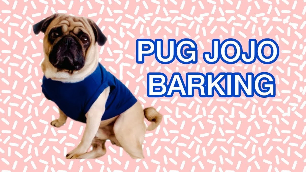PUG BARKING | Dog barking sound | Funny