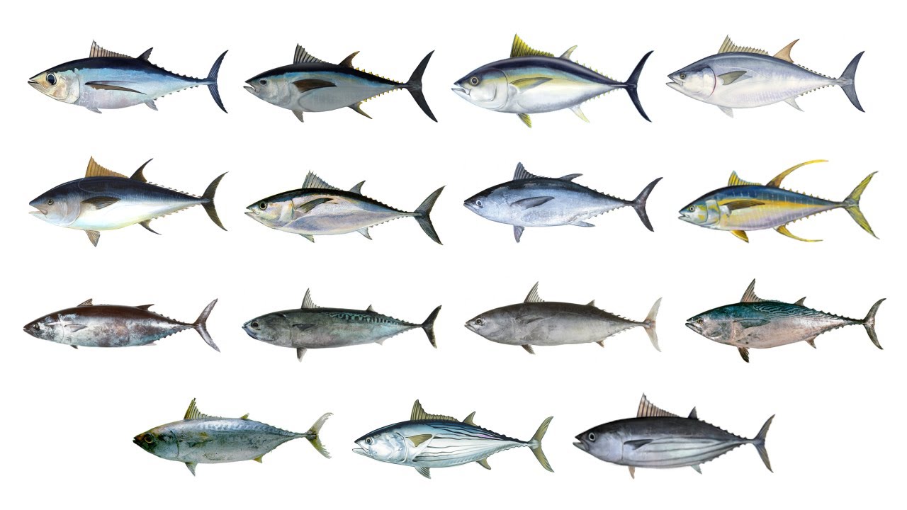 Tuna Fish Species | Types Of Tuna | In English