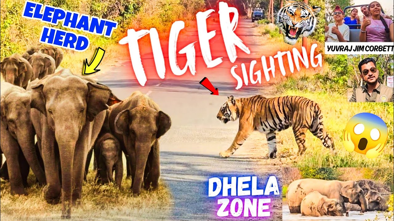 Three time TIGER sighting , ELEPHANT herd with baby's & TUSKER 😳 guest full enjoyed Jungle Safari.