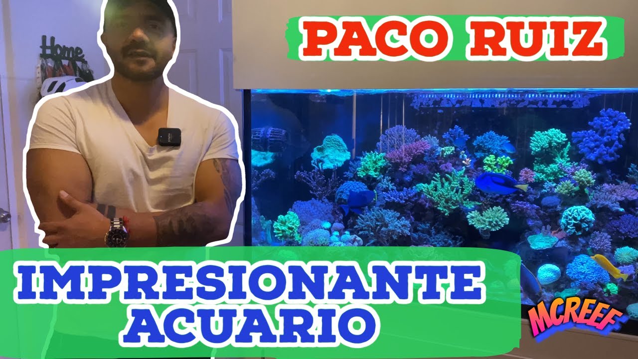 Impresionante Acuario Marino de Paco Ruiz Hermosos Corales y Peces de los Mejores Tanques de CDMX