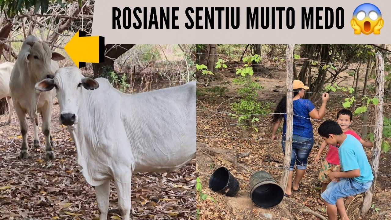 SEU TICA, ROSIANE E TARCISO VIDA NO CEARÁ NO PANTANAL CORREMOS PERIGOS DE FRENTE COM BOI BRAVO! 😲