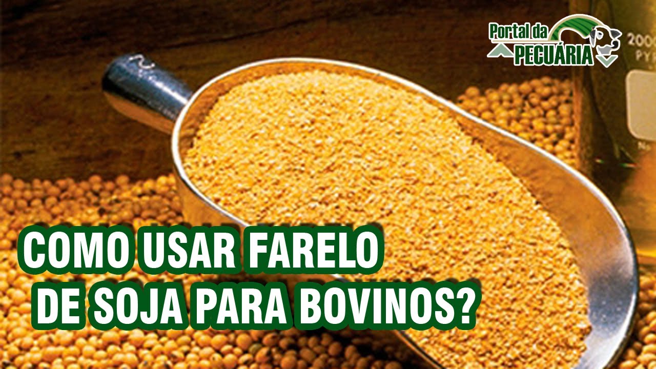 Como usar Farelo de Soja para bovinos?