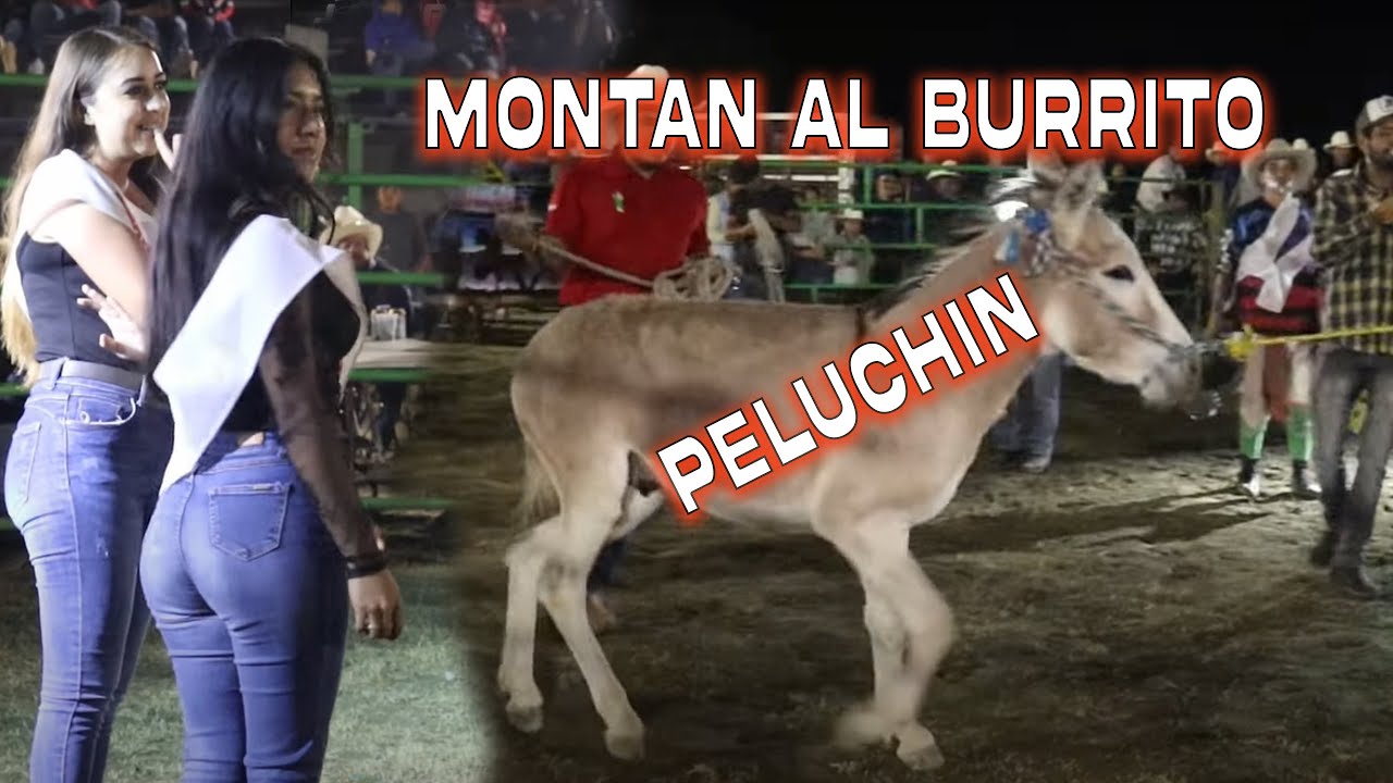 Edecanes montan al burrito peluchin / miren lo qué pasó 😱😅😂
