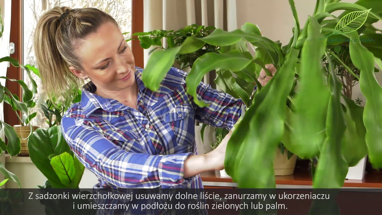 Draceny - rozmnażanie i najlepsza pielęgnacja - rośliny domowe. Jak dbać o dracenę?