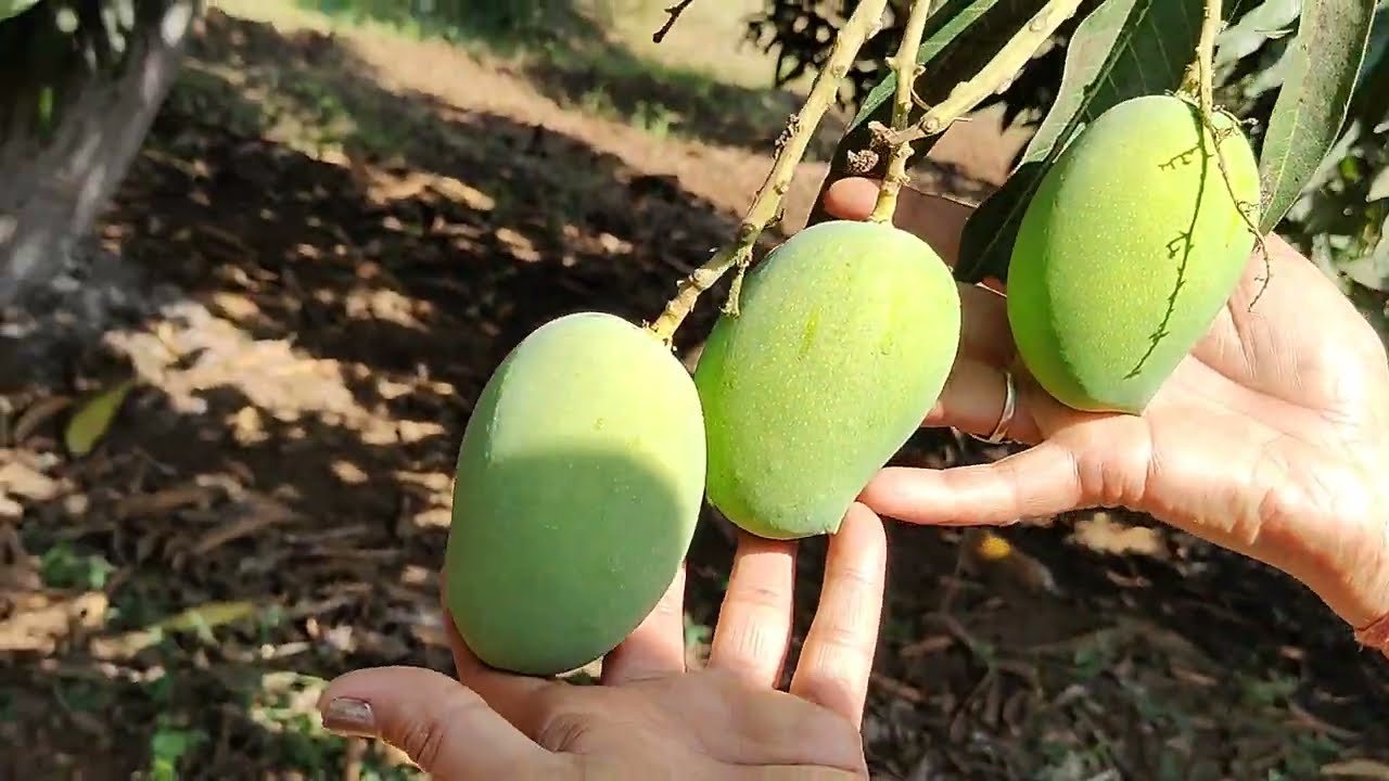Alerts! Dropping problem create your mango 🥭 farming, plants health not good, use organic fertilizer