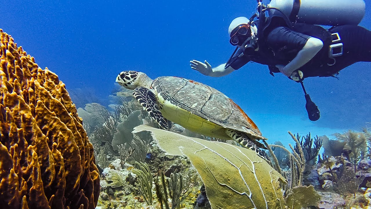 Diving in Belize: Sharks, Turtles, and More! (DJI Osmo Action 5 Pro)