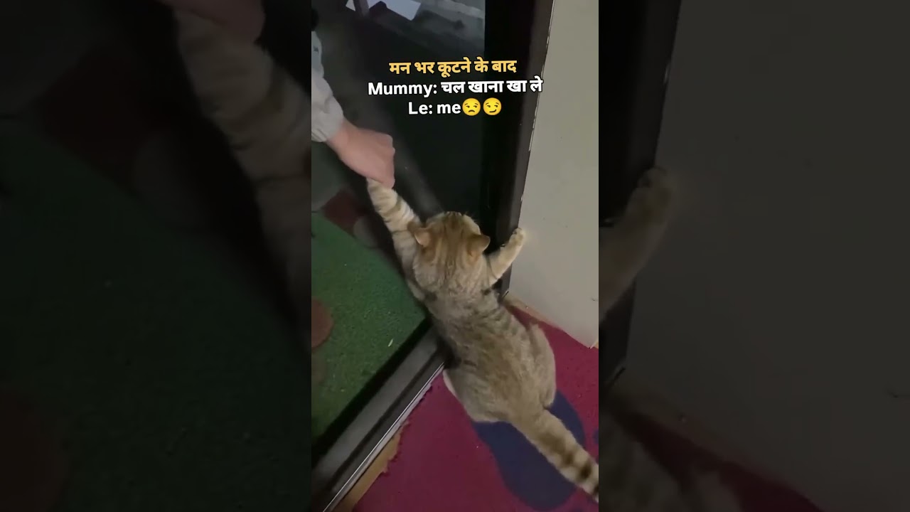 #DesiMemes #IndianMemes #TrendingInIndia #MemeIndia #DesiHumor #shortsvideo #petscomedy