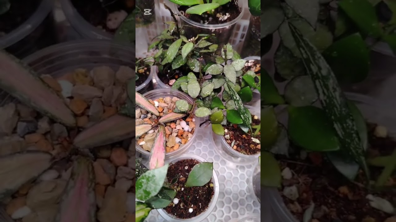 Цветочные будни. Хойи подрастают. Излишки растений.